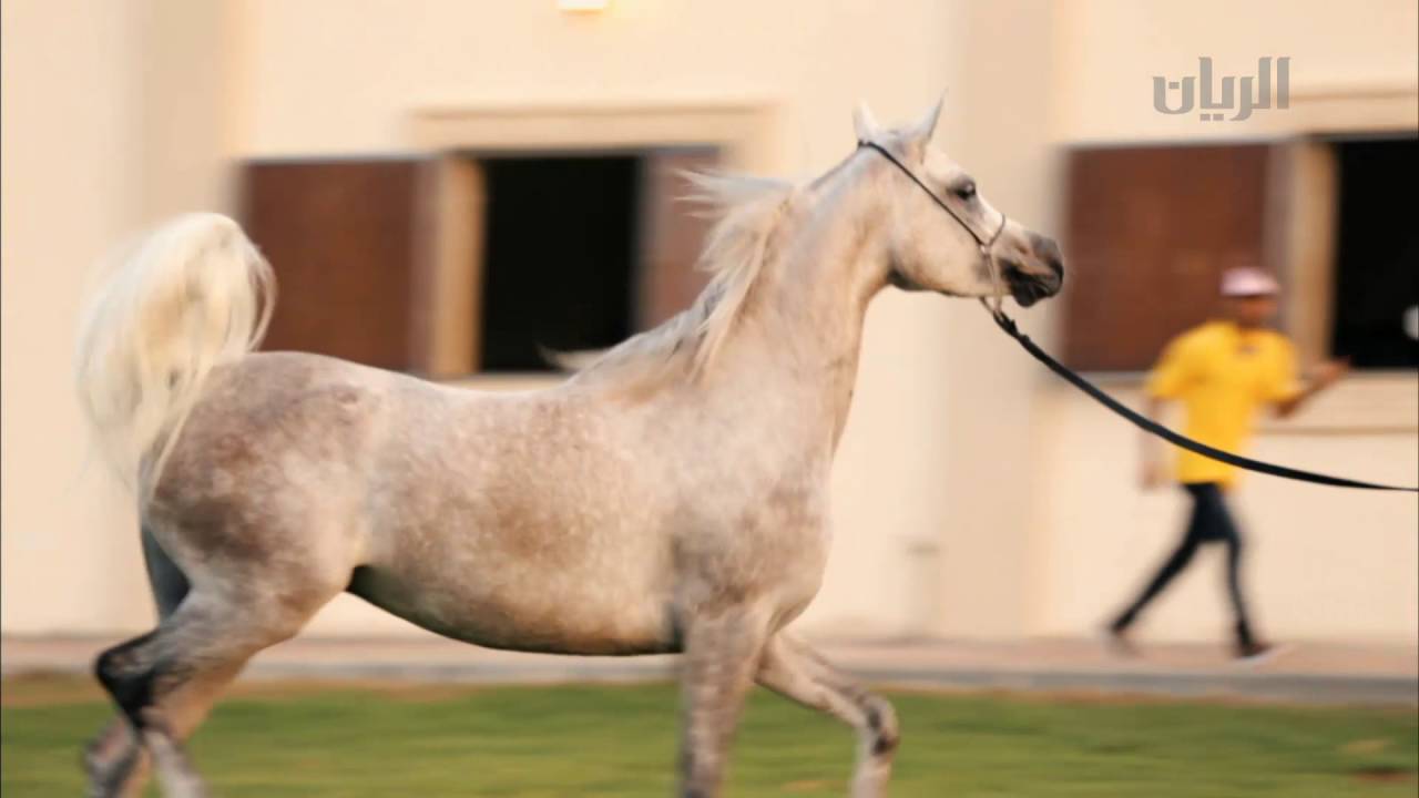 بنات الريح - الحلقة التاسعة - 24-10-2015