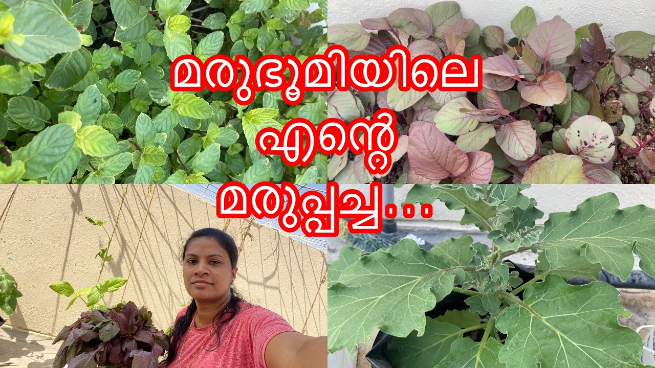 ഖത്തറിലെ എന്റെ കൃഷിത്തോട്ടം🌱|my farm in Qatar|#agriculture #krishi #farming  #kerala #terracegarden