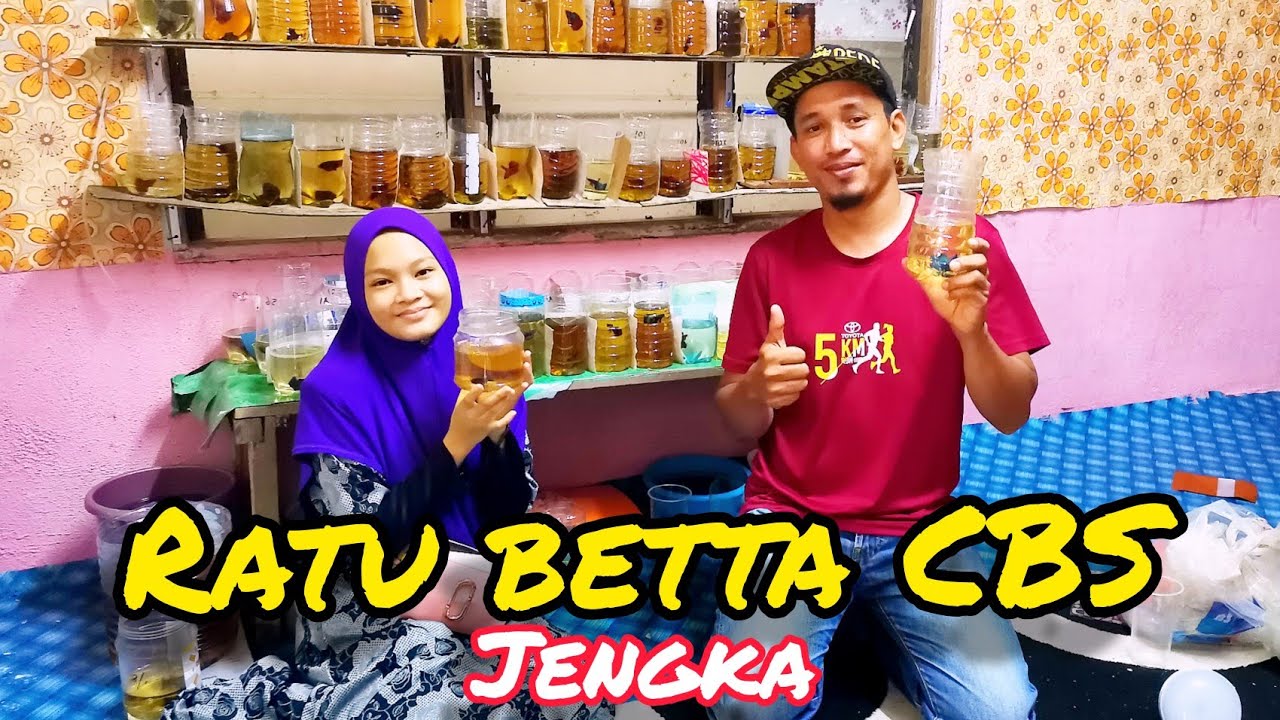 Melawat Ratu Betta CBS//banyak hafmoon dan galaksi plakat//jengka breeder.