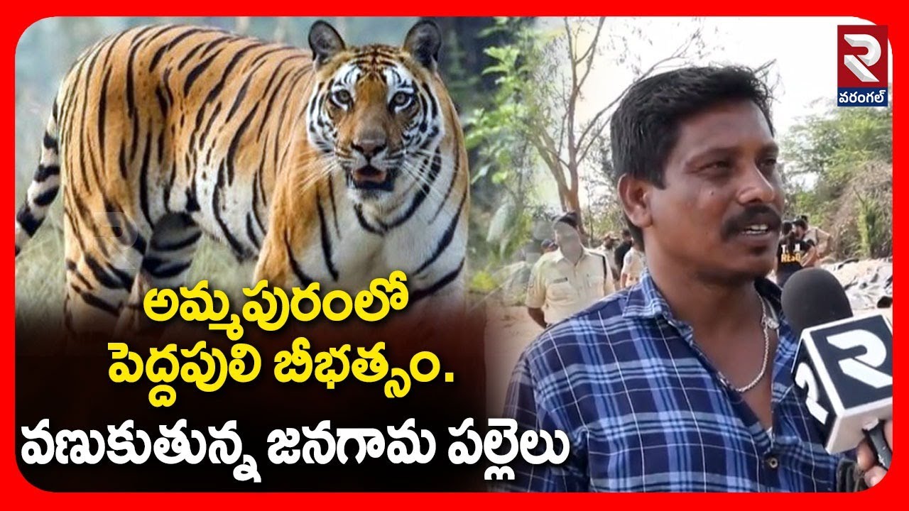 అమ్మపురంలో పెద్దపులి బీభత్సం..వణుకుతున్న జనగామ పల్లెలు |  PULI SANCHARAM BADITHULA | RTV