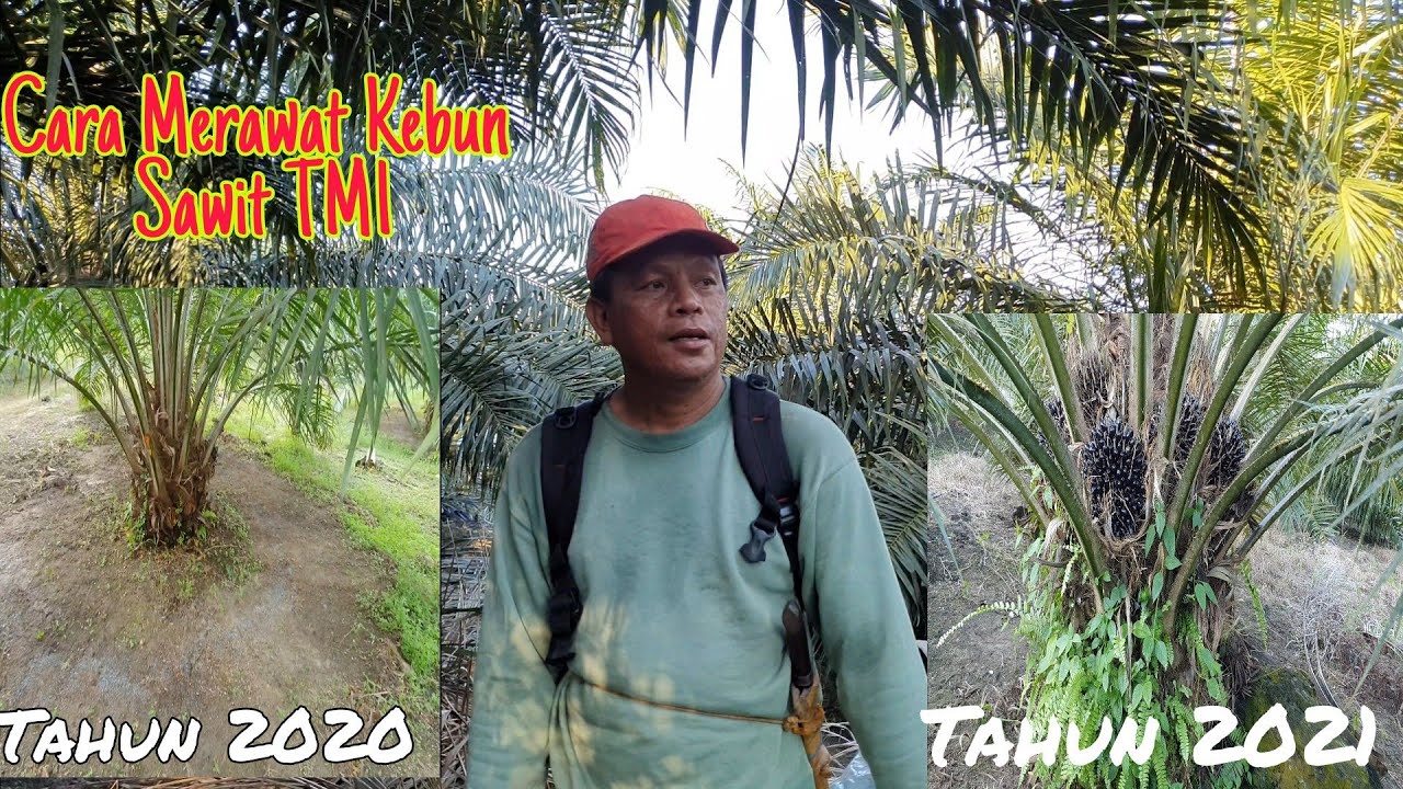 Panen meningkat dari 600kg menjadi 2.000kg dalam perawatan 1 tahun Apa rahasia nya???? #Thamrin