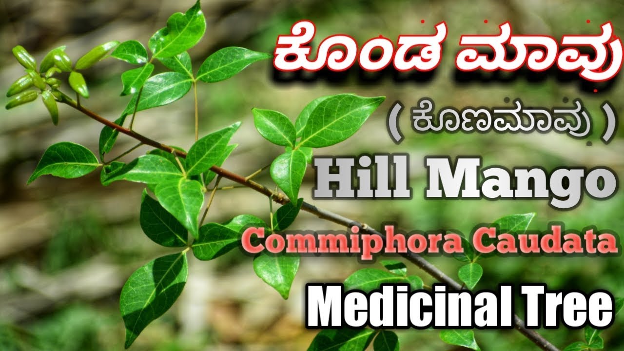 ಕೊಂಡಮಾವು, Hill Mango, Green Commiphora