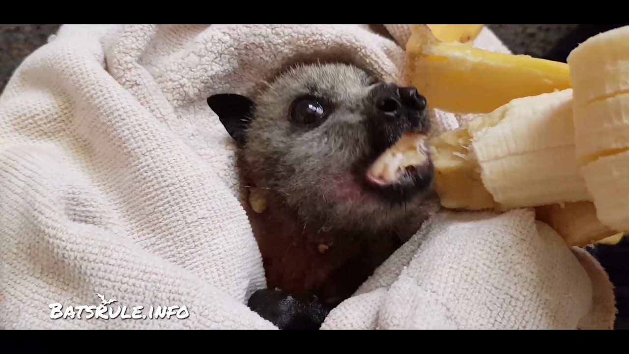 Rescue | Bat Megabat (Flying-fox) (Fruit bat) Grey-headed female | BatsRule.info