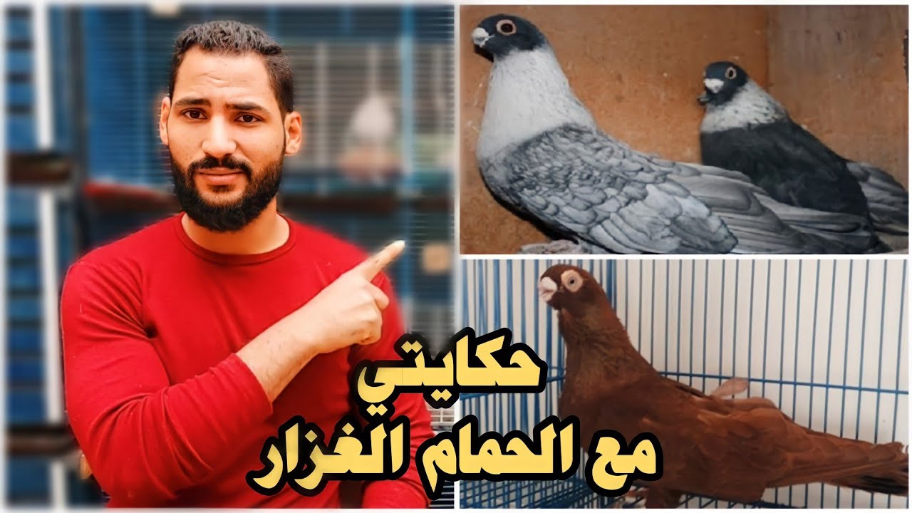 حكايتي مع تربيه الحمام الغزار وليه بربي حمام زينه فقط