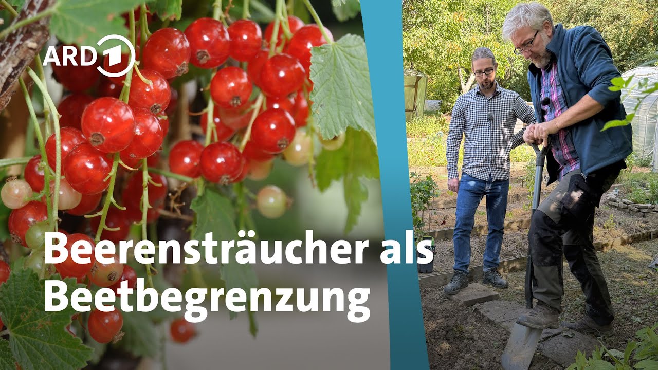 Beerengehölze als Gartenbegrenzung und Beeteinrahmung pflanzen | MDR Garten