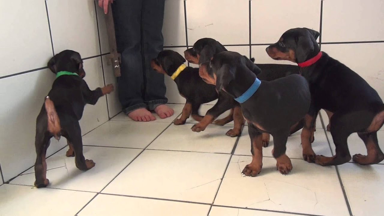 Doberman Puppies from IPO2 Dam