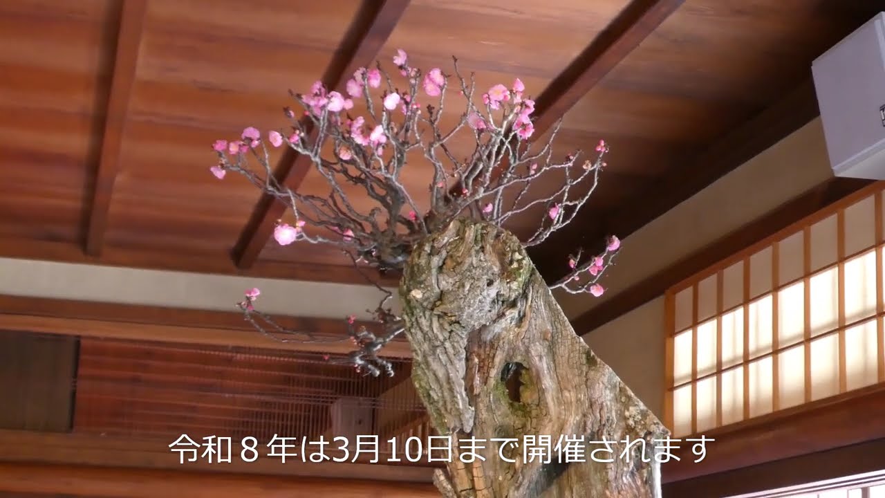 慶雲館 長浜市 盆梅展