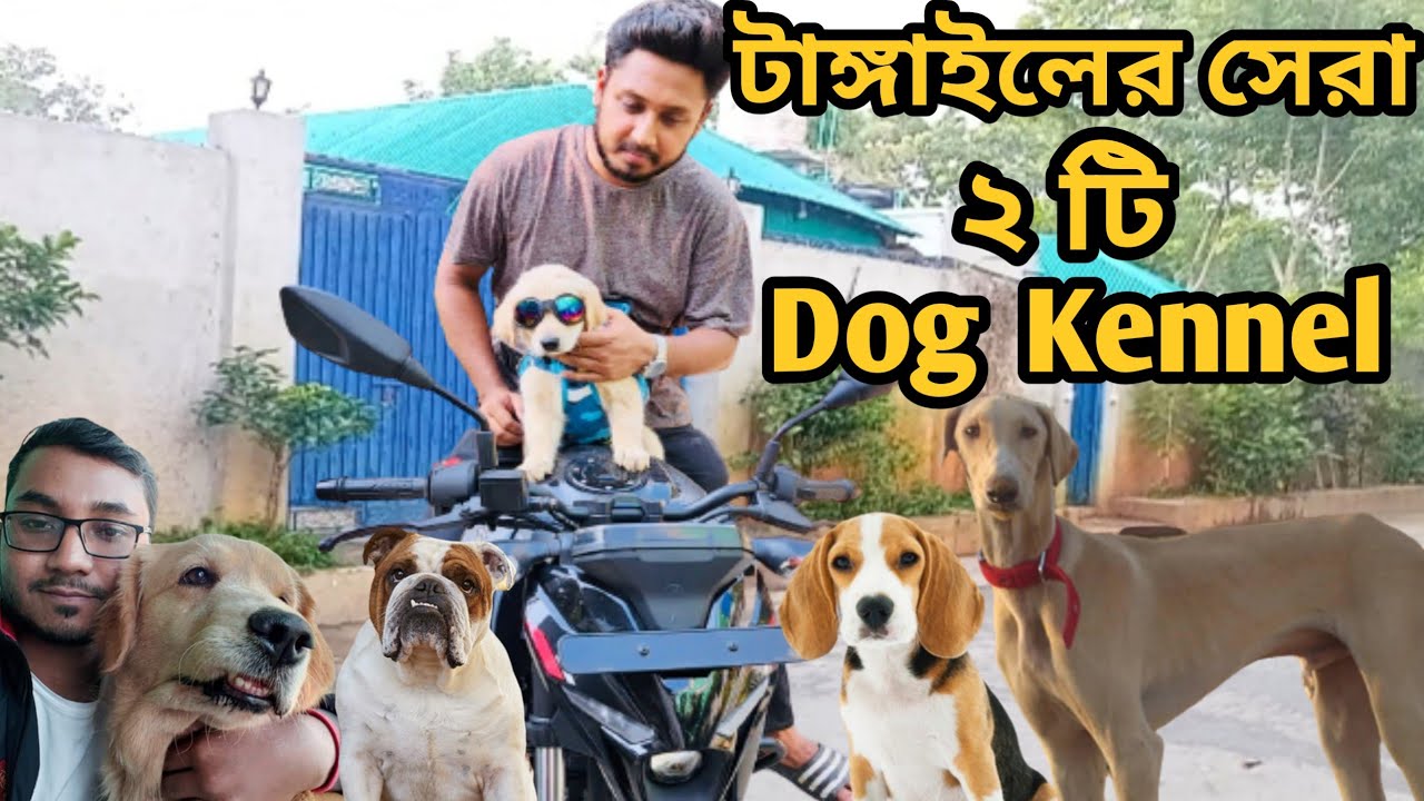 Golden Retriever|Labrador Retriever|French bull dog| Beagle puppies| French mastiff| Dog price in bd
