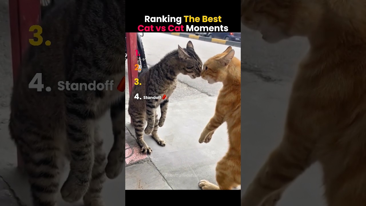 Ranking THE BEST Cat vs Cat Moments 🙀🙀 #shorts #ranking #cats
