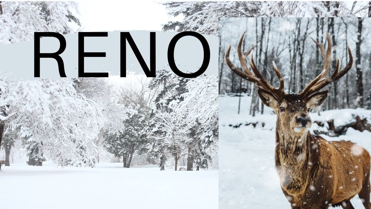 El RENO DE CANADÁ - Reno Salvaje Increíble de la Naturaleza