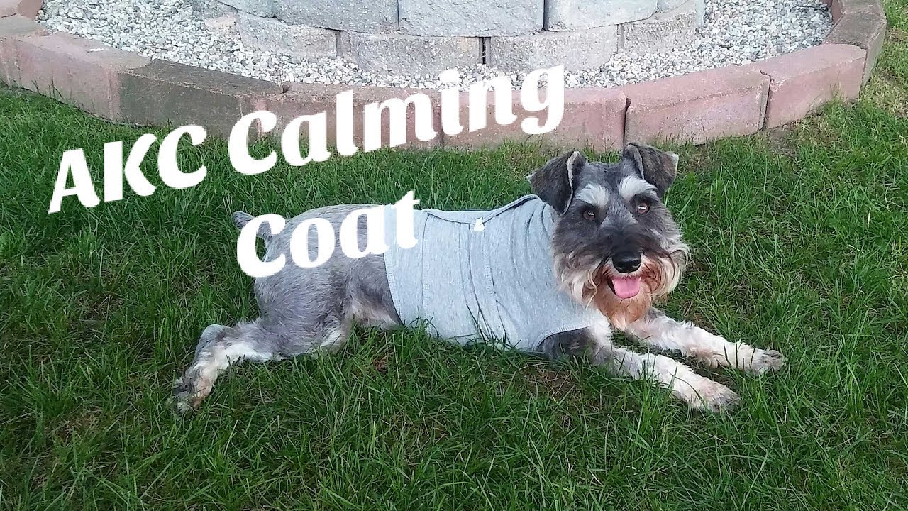AKC Calming Coat | Blue Buffalo Puppy Food | Schnauzer