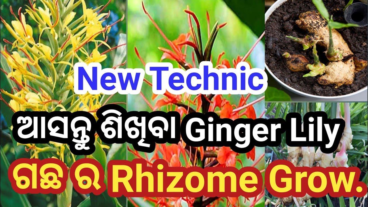 Perfect Method for grow Ginger Lily Rhizome. #gardeningtips #flowergarden #gardenplants #gardening