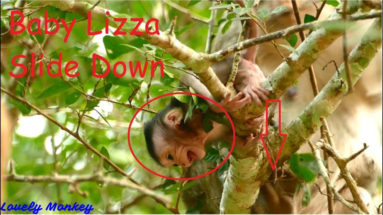 S0 Scared Falling Down From The Tree Coz Baby Lizza Cry Fear | Respect Mom Lizzy Is The Best Teacher