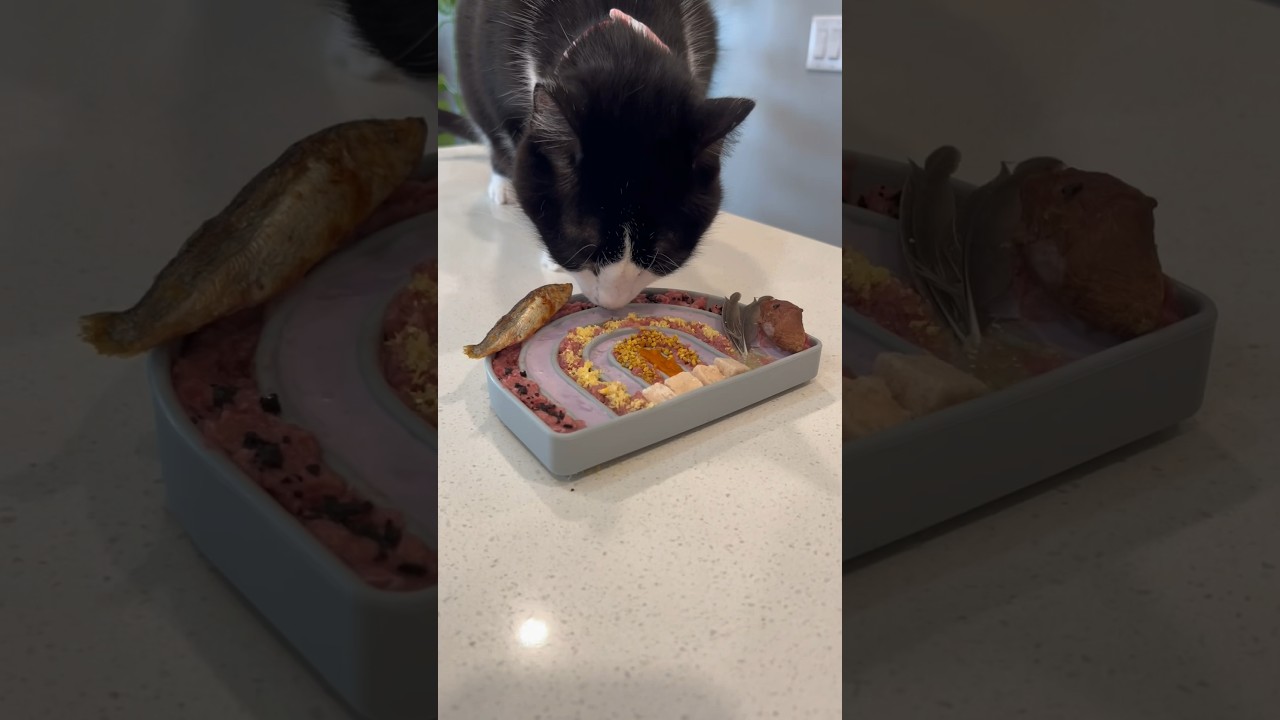 Happy Tuesday ☀️ #letsfeedmycat #catfood #rawfedcat #rawcatfood #catslowfeeder #catmom #catfoodtips