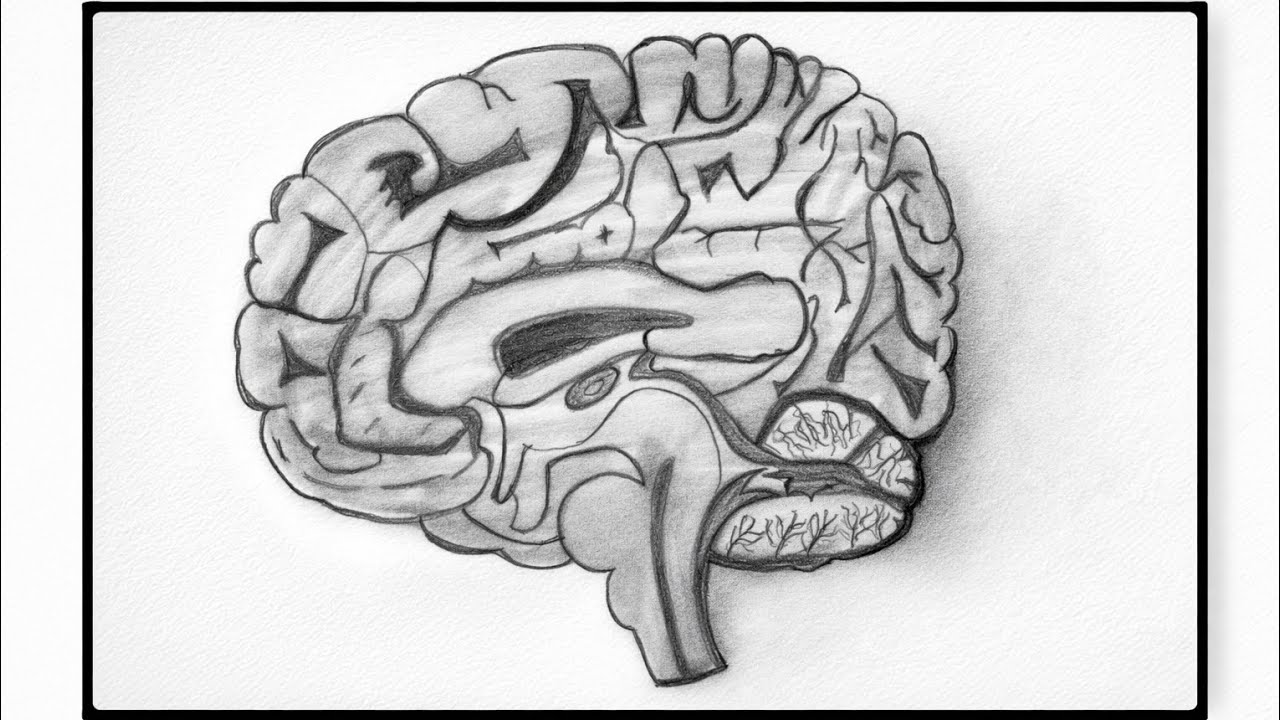 How to draw Human Brain easily |Easy Anatomy Sketch for Beginners #drawing #youtube #art #humanbrain