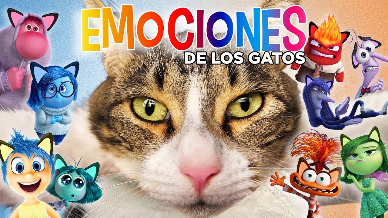 Las EMOCIONES DE TU GATO 😸😻😿😽🙀💭 según “Del Revés / Intensamente” (Inside Out)