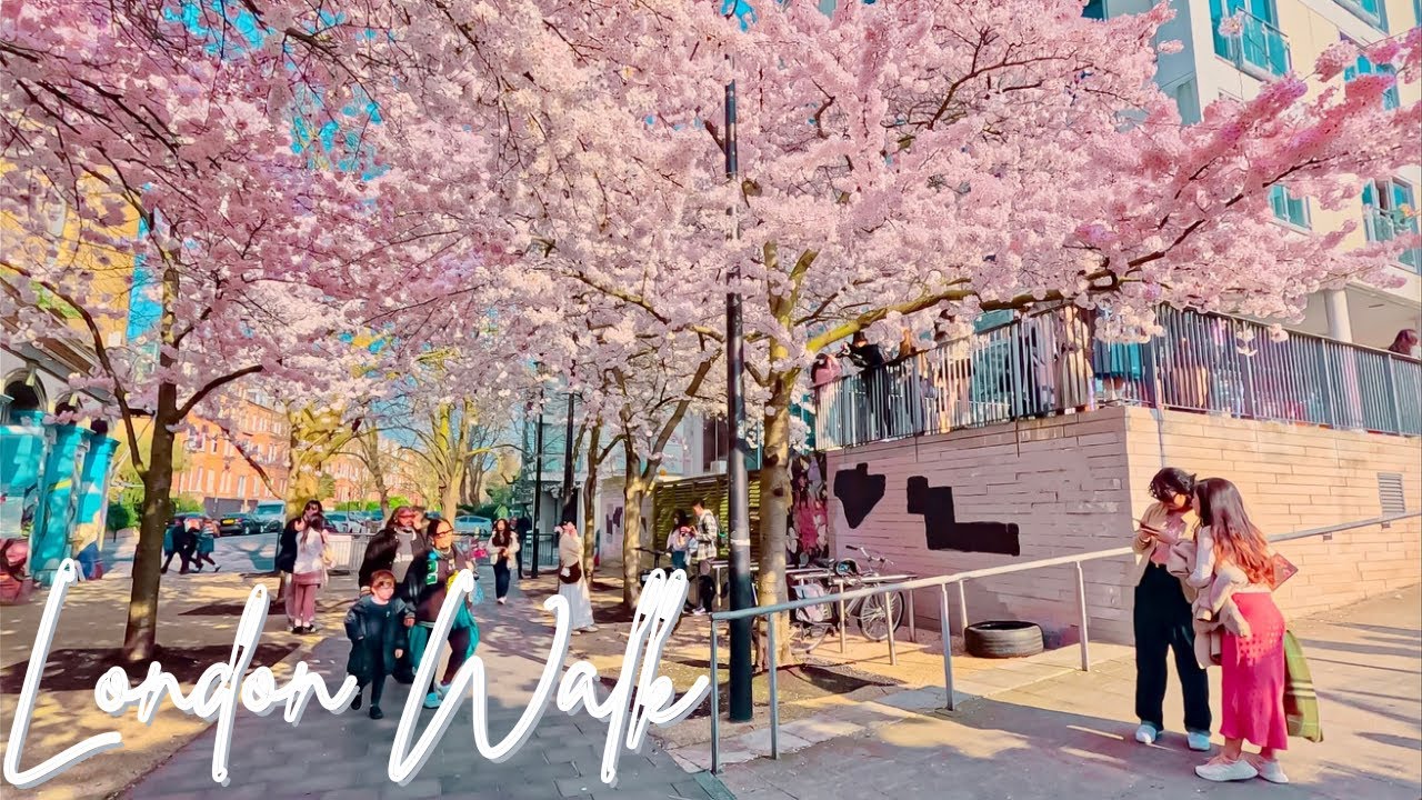 🌸 Spring Blossom Walk: Swiss Cottage to Camden Market (4K HDR) | London Cherry Blossom Streets 🌸
