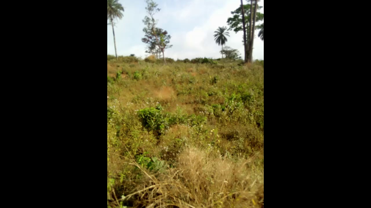 Champy Vetcho -  koisson