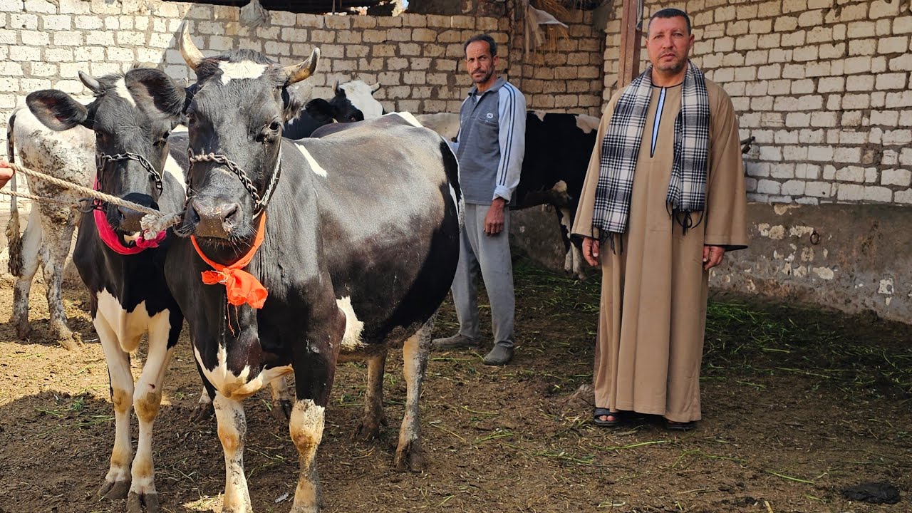 اقلب القدرة على فمها تطلع البنت لأمها البقره وبنتها مع ابو شروق  عرض هيزعل تجار كتير