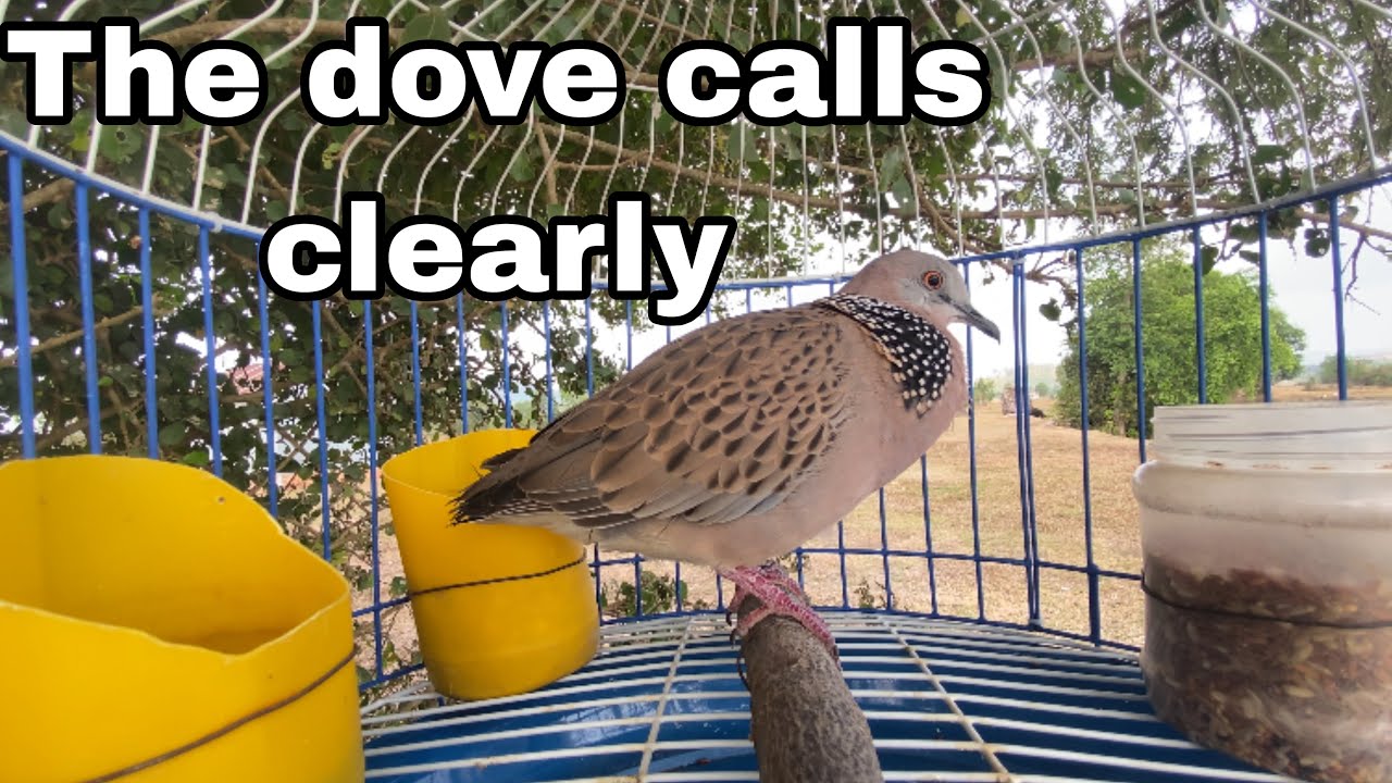 The dove calls clearly