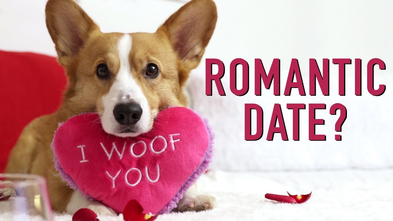 VALENTINE'S DAY 2018 - Topi the Corgi
