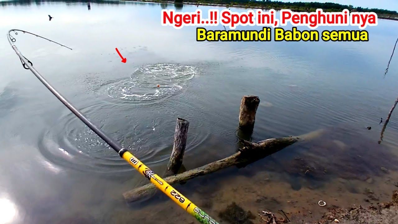 Ngrih..!! Spot Nya, Betul Betul Isi nya Baramundi (Kakap Putih)Babon Semua.