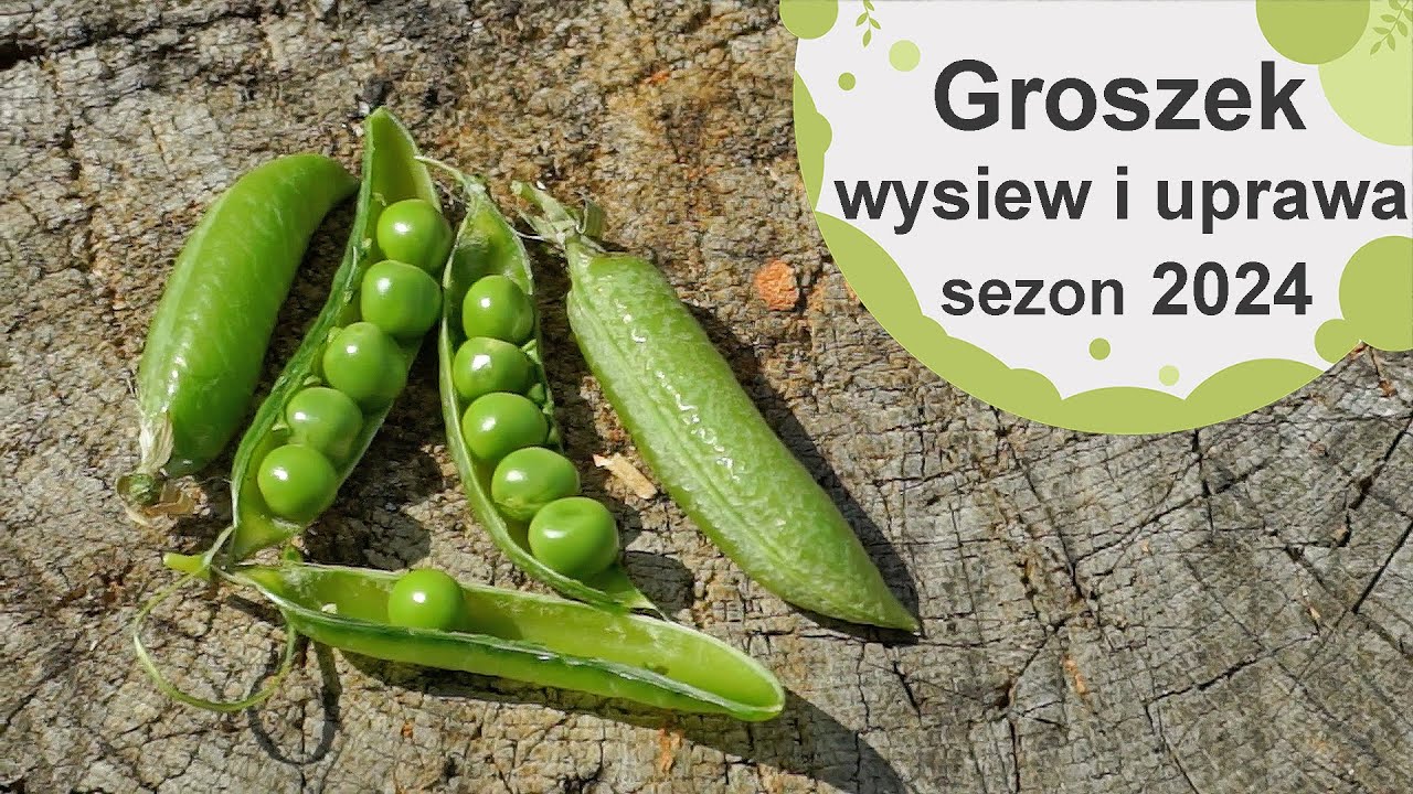 Groch i groszek cukrowy - wysiew, uprawa i zasady uprawy. Sezon 2024
