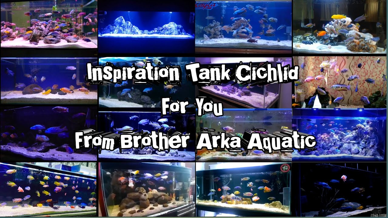Inspirasi Set up Tank/Aquarium cichlid , African Cichlid