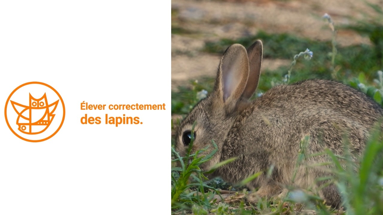 Élever correctement des lapins – version enfants