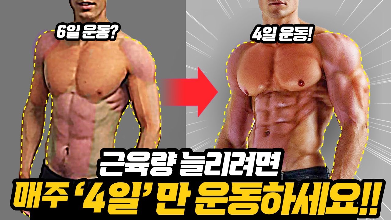 왜 멍청하게 헬스를 매일하지...??? (일반인을 위한 2분할 루틴/프로그램)