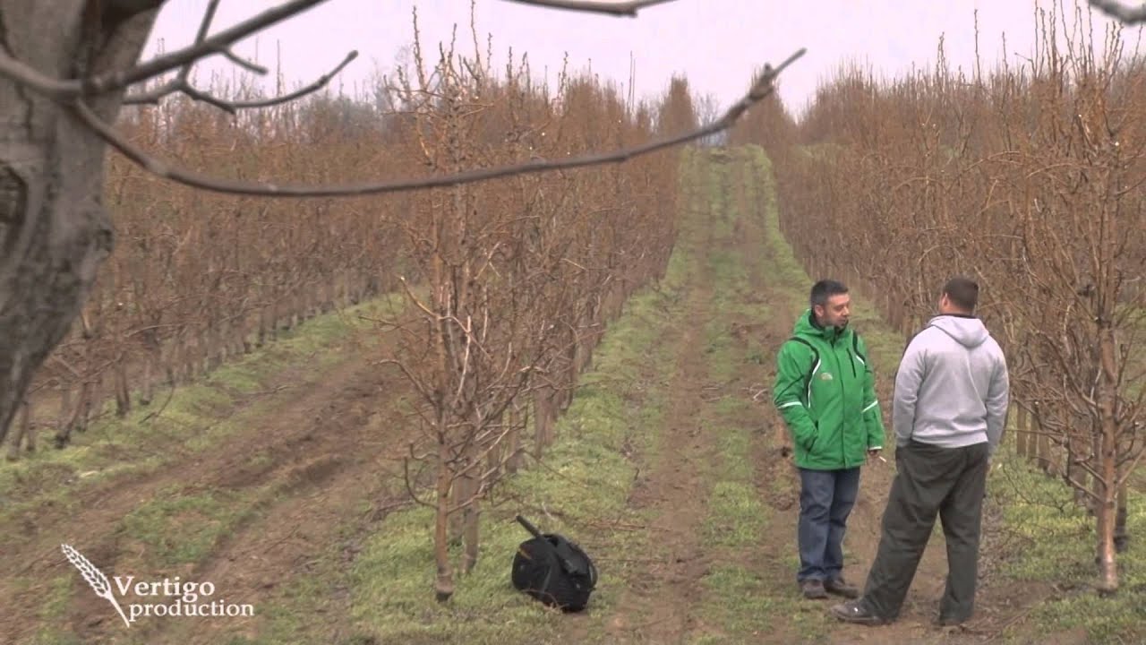 Uzgoj krusaka u selu Nestin na Fruskoj Gori - U nasem ataru 480