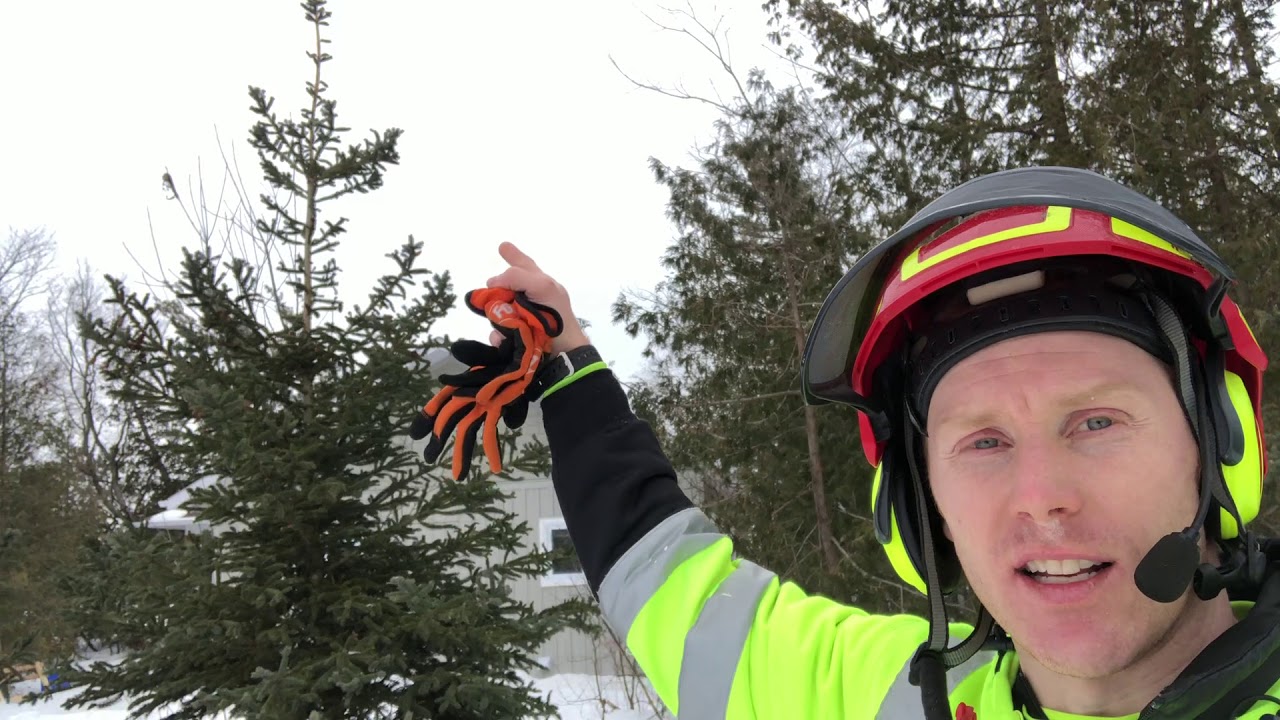 When is a good time to prune evergreen trees?