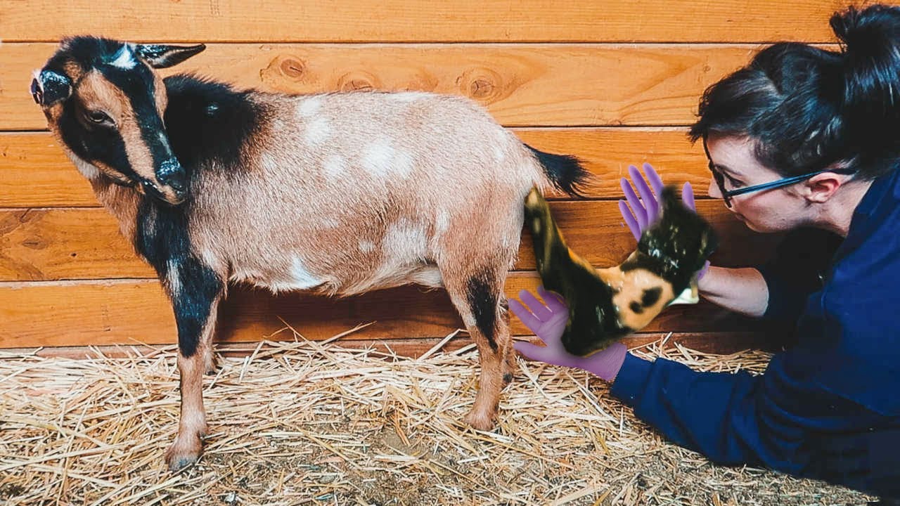 Don't judge...it's her FIRST TIME! (Tatum's labor & delivery -- miniature goat birth)
