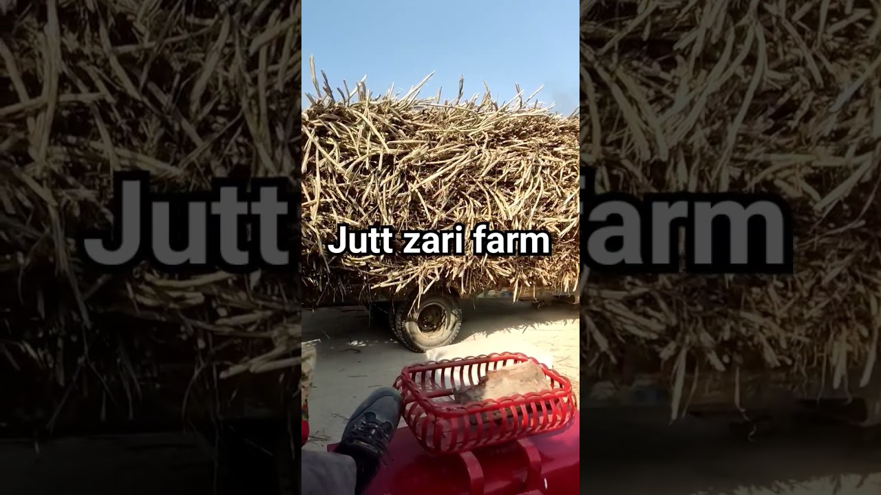 jutt zari farm 