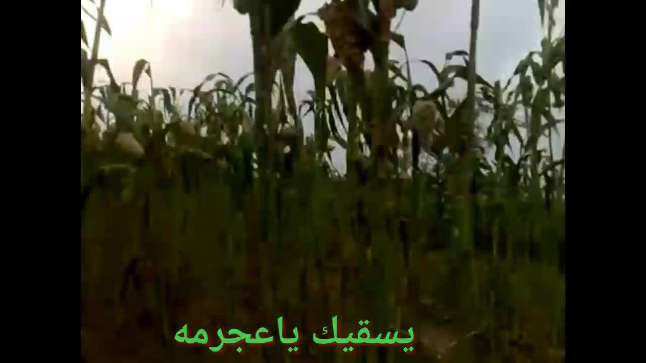 يسقيك يا عجرمه يا مورد الأخيار &-المنشد عاصم أبو هدال  &مناظر طبيعيه &-قرية عجرمه &مديرية مبين