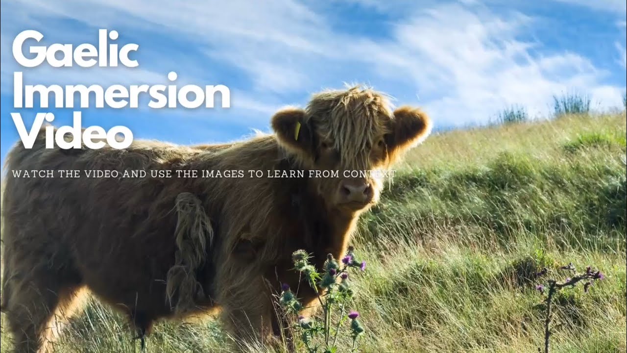 Highland Cows - Learn Scottish Gaelic Immersion video - no music