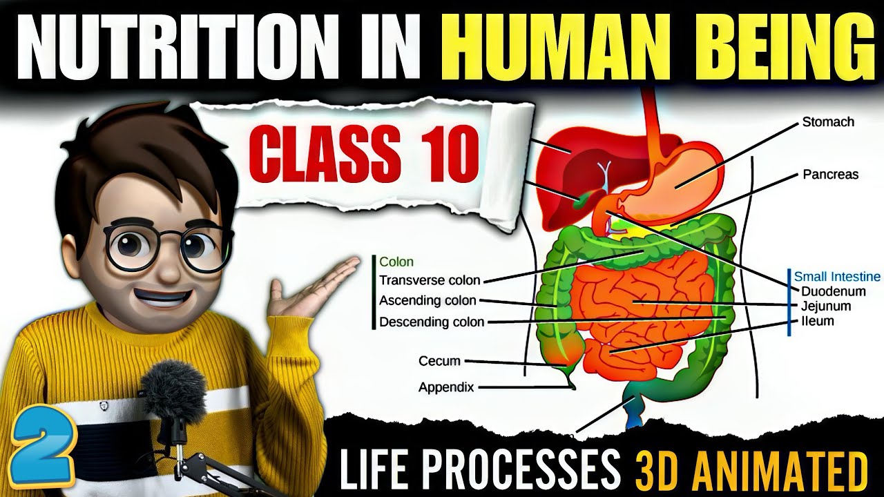 Nutrition In Human Beings class10 / Animated / Digestive System / Life Processes / Ncert Part-2