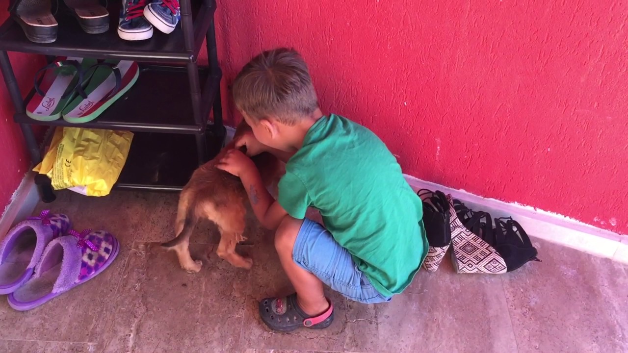 Puppy abused by child parents stand by and watch.
