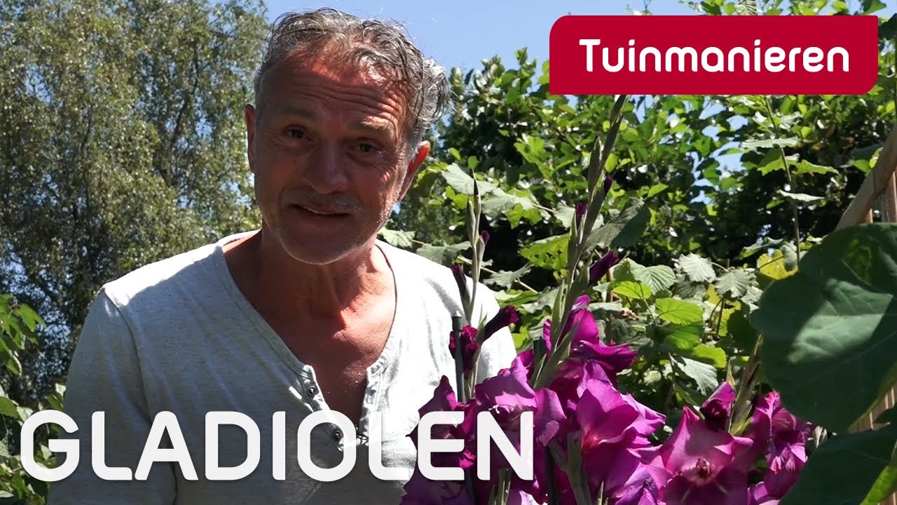 Gladiolen, mooi of vreselijk | Tuinieren | Tuinmanieren