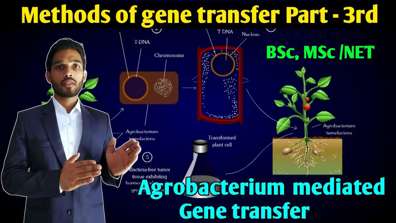 Methods of gene transfer part- 3rd || Agrobacterium mediated gene transfer || BSc, MSc ' CSIR NET