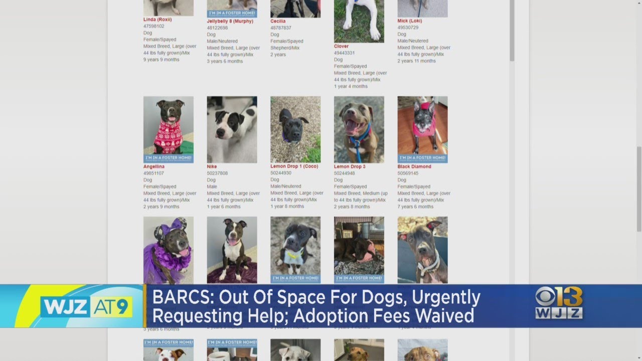 BARCS animal shelter out of dog space, waives adoption fees