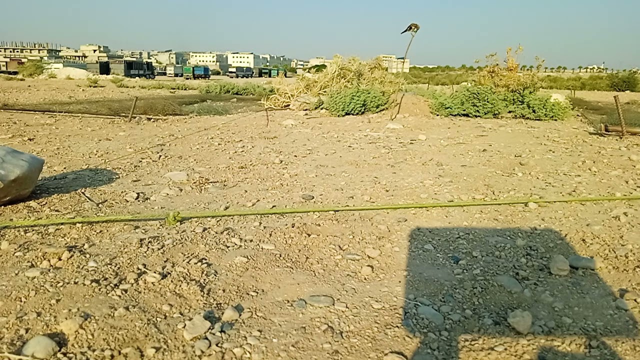 صيد الحسون الفرح 