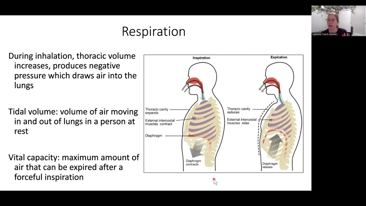 BI222 Week 9 Lecture 2 Gas Exchange & Circulation
