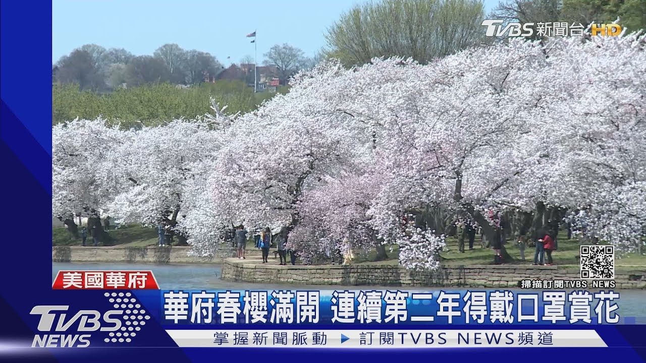 華府春櫻滿開 連續第二年戴著口罩賞花｜TVBS新聞