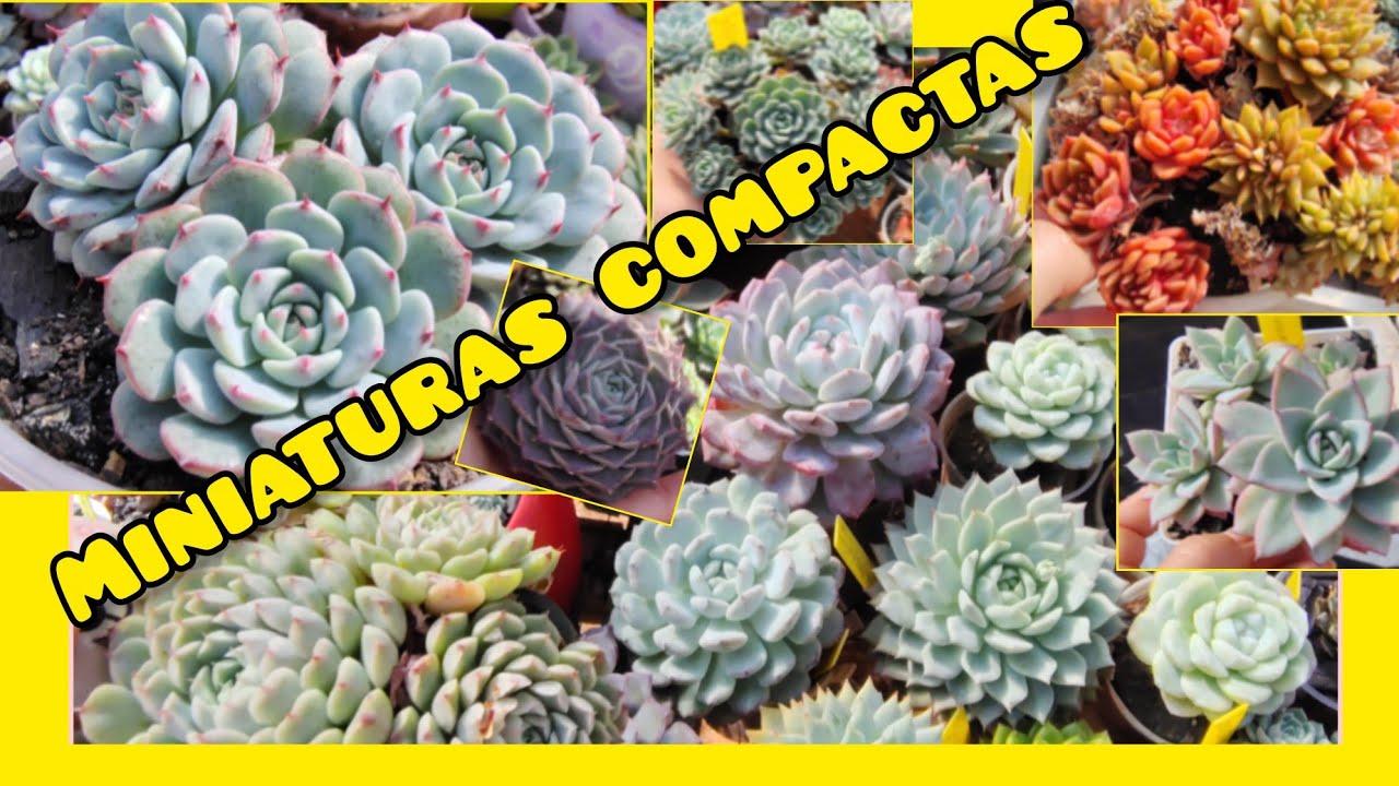 24 COMPACTAS identificadas #PLANTASPEQUENASQUENÃOCRESCEMTANTO