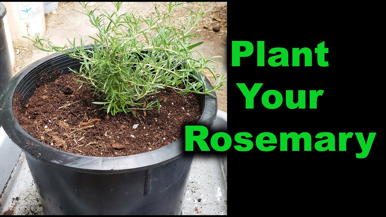 How To Plant Rosemary