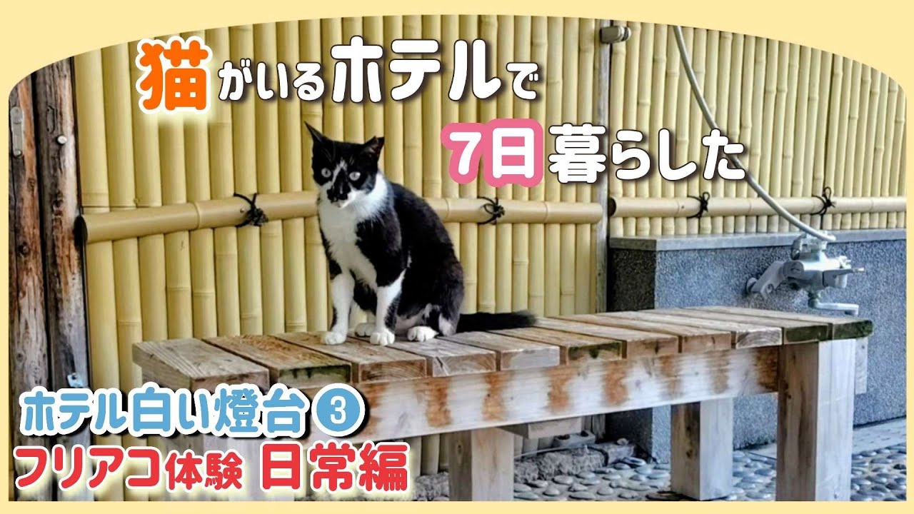 【ねこ宿】ホテル白い燈台フリアコ応募で１週間働いてみた「日常」