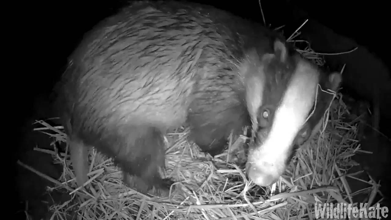 Badger in sett 5th Sept