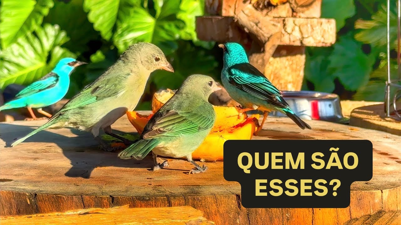 Conhecem todos eles? #aves #birds