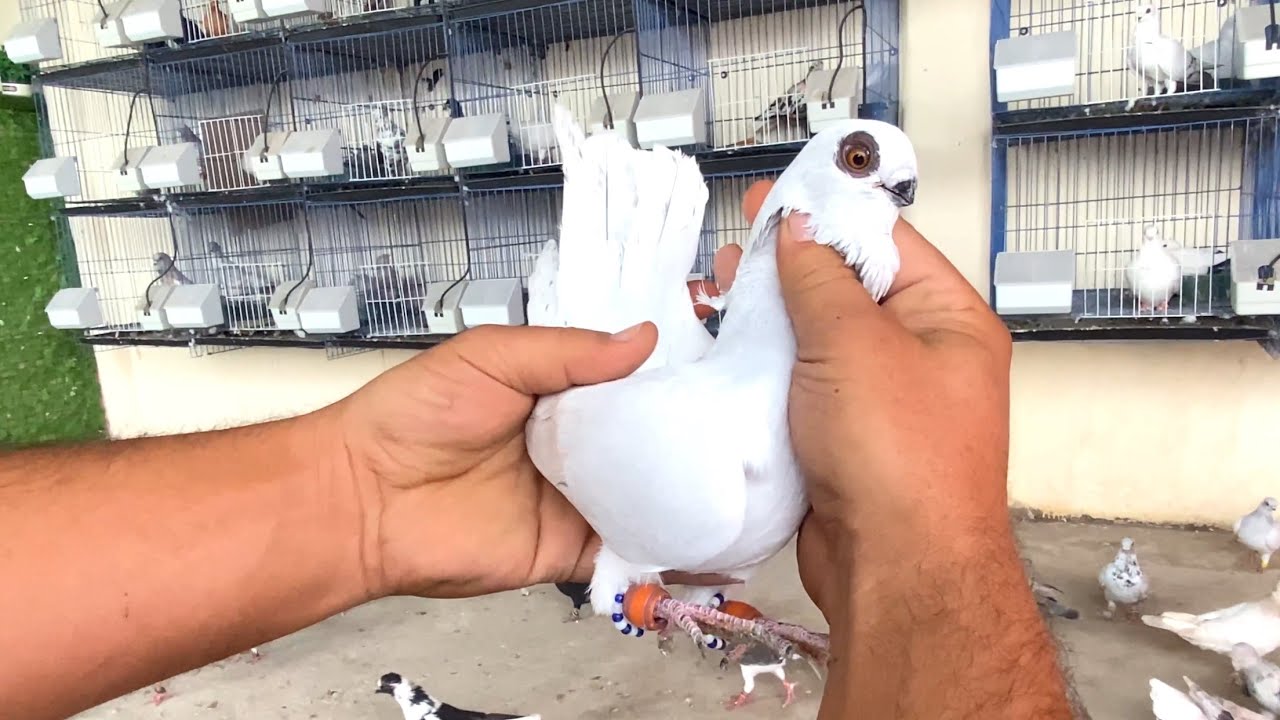 تسكير ملفات😱الطيور🔥 عند المربي ابو علي 